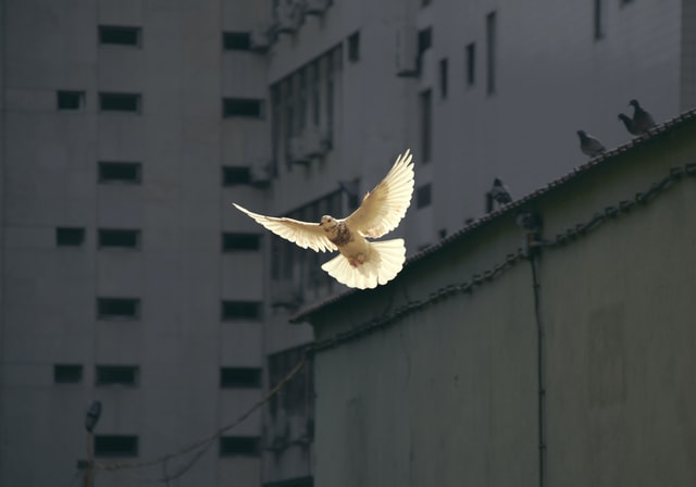 White Dove
